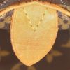 Bolso de mano Louis Vuitton Speedy 25 cm en lona Monogram revestida marrón y cuero natural - Detail D3 thumbnail