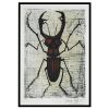 Bernard Buffet, "Le Lucane", lithograph in colors on paper, signed and numbered, of 1964 - 00pp thumbnail