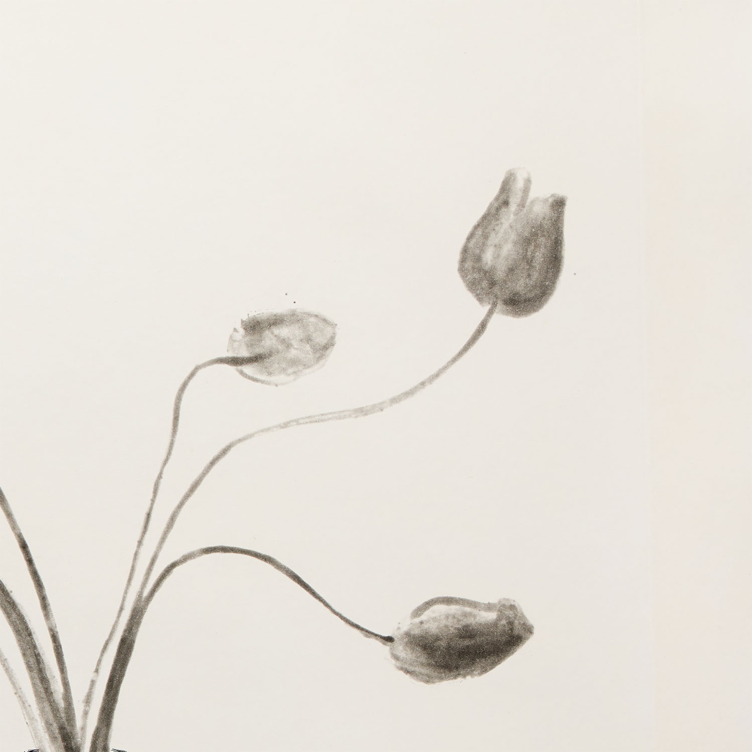 Tulips - 1973 - Detail D2